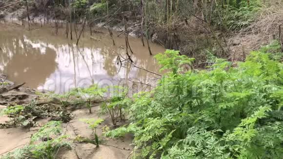 蕨类植物像泥泞的芦苇靠近摩尔奇池塘4K视频的预览图