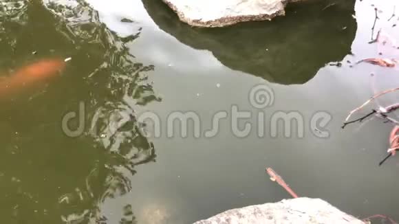 大金锦鲤鱼游泳水下水面4K30fps视频的预览图