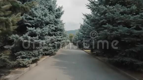 云杉树之间的道路视频的预览图