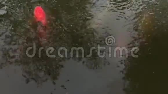 大金野锦鲤鱼水域下水面4K30fps视频的预览图