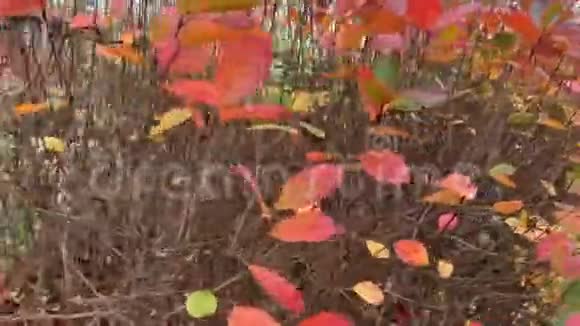 乔克伯里灌木视频的预览图