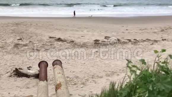 海滩游手好闲沿着寂寞海滩散步狗4K30fps视频的预览图