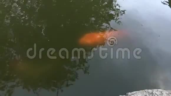 水面4K30fps闪闪发光的金色锦鲤视频的预览图
