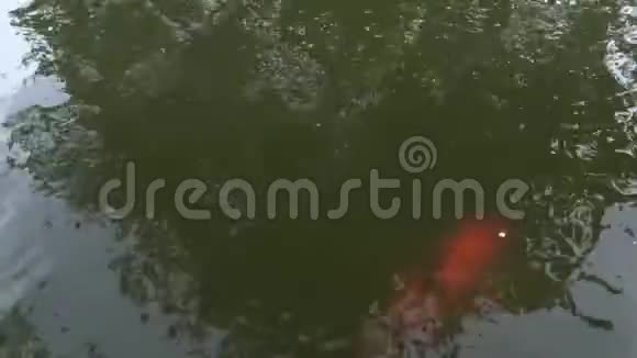 神秘的金斑锦鲤游泳在循环前表面4K30fps视频的预览图