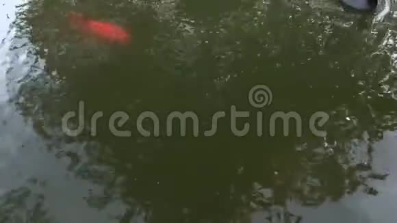 3锦鲤鱼水面4K30fps视频的预览图