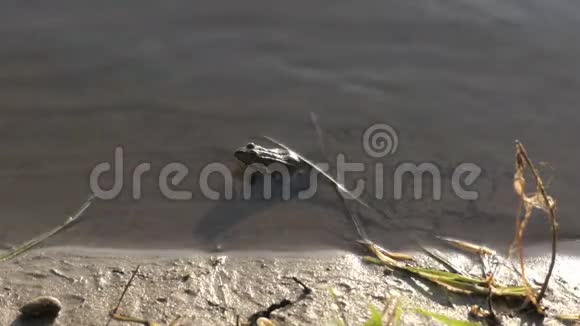 蟾蜍跳进水里视频的预览图