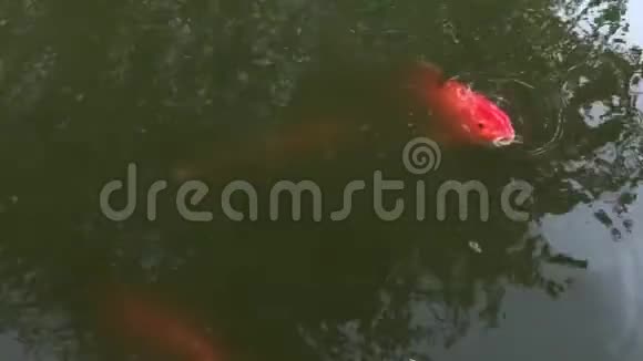 从池塘取水4K30fps中出现老虎状图案的锦鲤视频的预览图