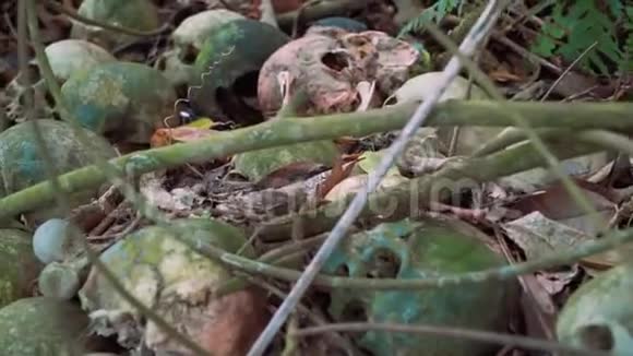 古老的苔藓人类头骨地上有树枝和硬币特伦岩公墓视频的预览图