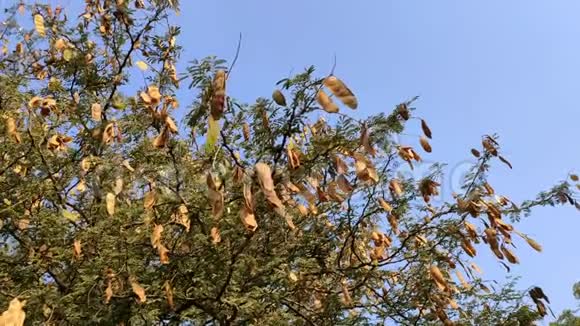 印度焦德普尔野生库马提亚树种子荚视频的预览图