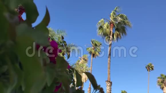 穿过曼德维利亚蜿蜒到一排棕榈树视频的预览图
