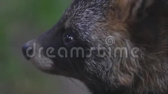 浣熊脸的特写视频的预览图