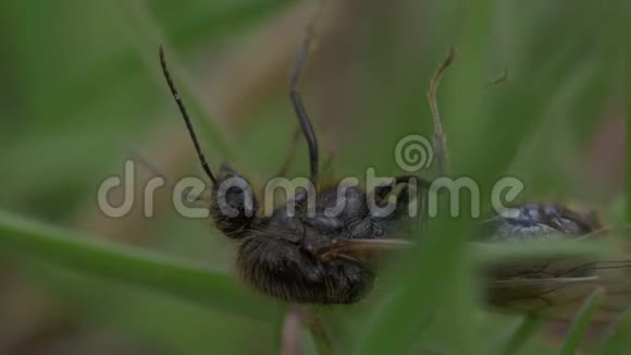 蚂蚁虫在草地上视频的预览图