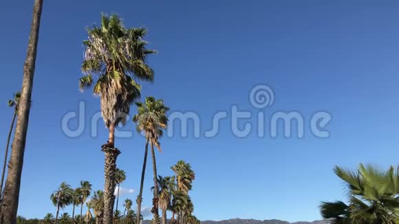 各种高大的棕榈树在柔和的蓝天上排成一排视频的预览图