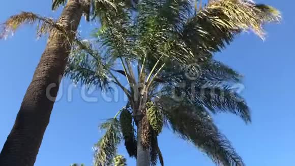 枣树沐浴在阳光中微风拂过4K视频的预览图