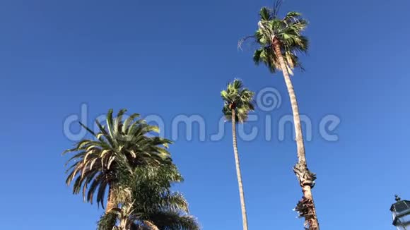 两棵高大的棕榈树矮小了4K视频的预览图