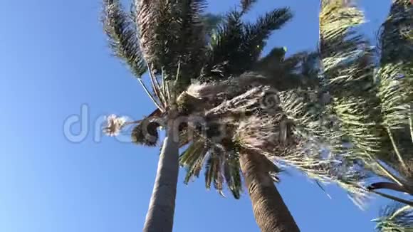 各种棕榈树在完美的蓝天上随风起舞视频的预览图