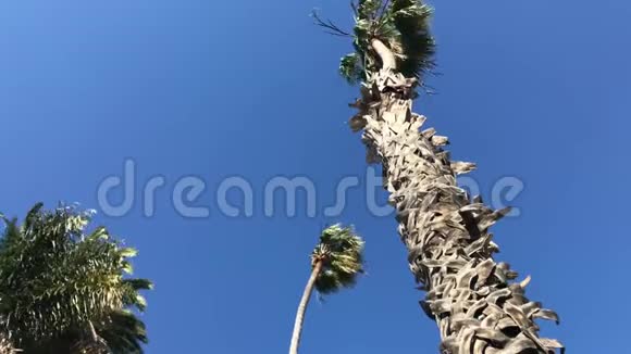 一棵棕榈树在微风中摇曳视频的预览图