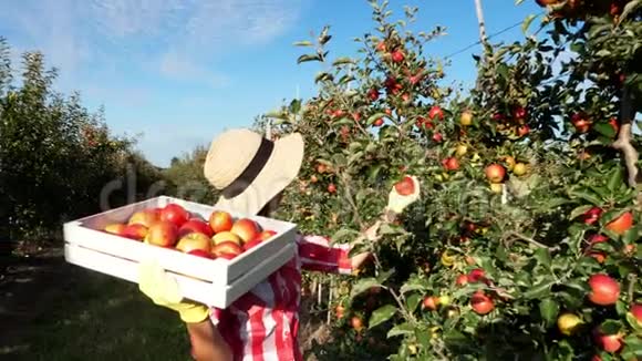 在阳光穿着格子衬衫和帽子的女农民走在一排排苹果树之间她拿着盒子摘着视频的预览图