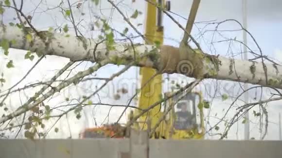 成年树移植视频的预览图