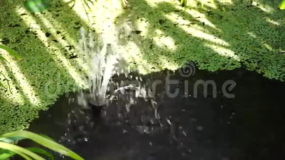花园水特色与声音视频的预览图
