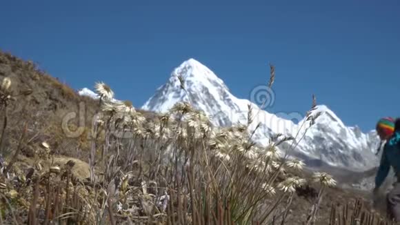 雪绒花和喜马拉雅山的一位游客视频的预览图