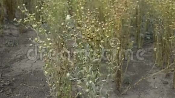 草地上的亚麻籽视频的预览图