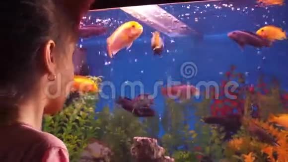 带鱼的家庭水族馆视频的预览图