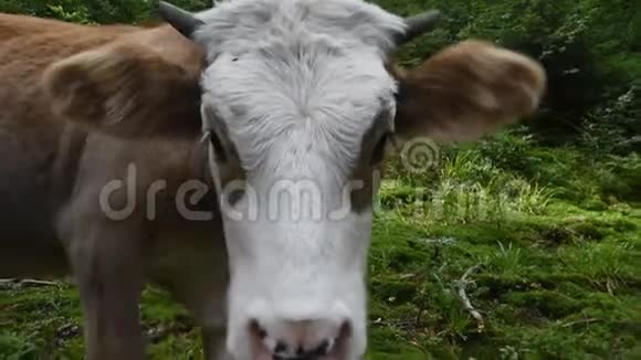 喀尔巴阡山森林里的牛视频的预览图