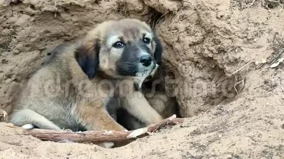 有可爱的小狗坐在洞穴里近景4k镜头视频的预览图