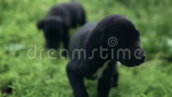 小狗在草地上视频的预览图