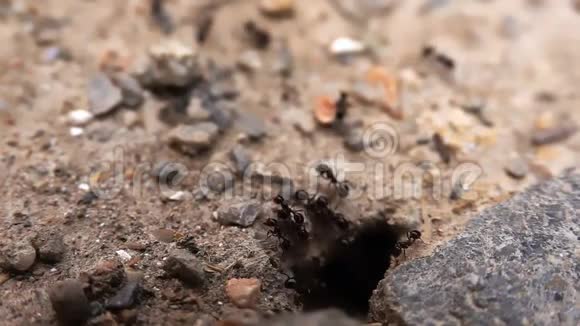 昆虫蚂蚁在土壤上视频的预览图