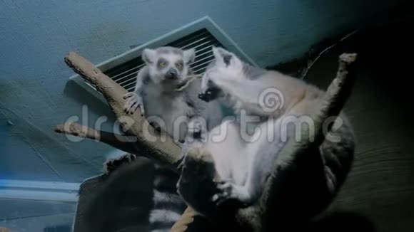 两个狐猴的肖像视频的预览图