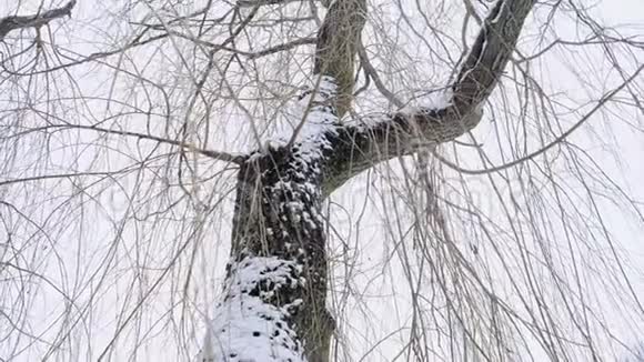 冬天的柳树视频的预览图
