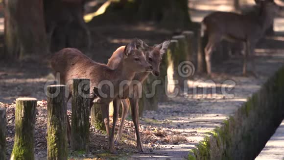 日本奈良公园的奈良鹿视频的预览图