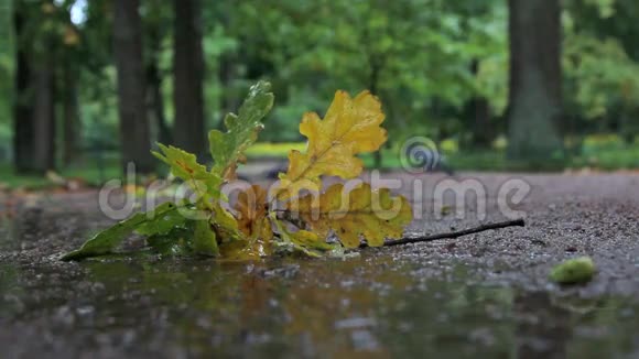 雨中的落叶视频的预览图