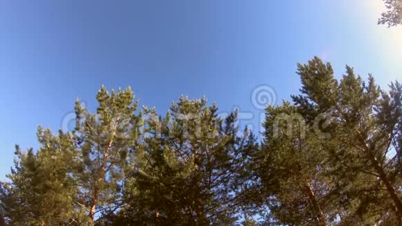天空和树木视频的预览图