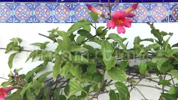 曼德维利亚藤蔓植物沿着4K的马赛克墙在微风中轻轻摇摆视频的预览图