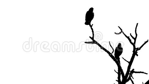 一棵树上有两只黑鸟视频的预览图
