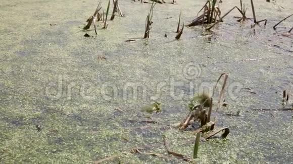 两只青蛙在沼泽里呱呱叫视频的预览图