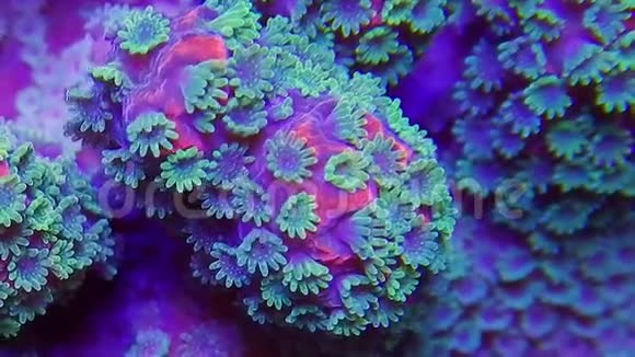 单孢珊瑚息肉在电流视频的预览图