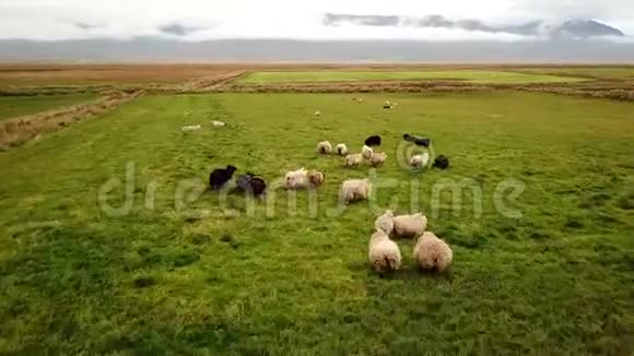 在冰岛跑羊视频的预览图