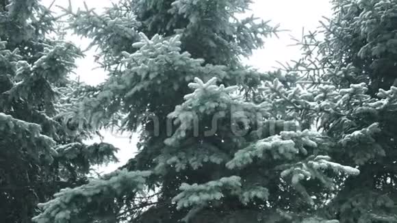 森林降雪视频的预览图
