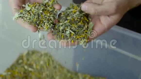 农民采摘茶叶是生产出来的视频的预览图