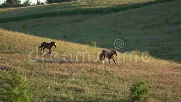 两匹马在斯洛莫奔跑视频的预览图