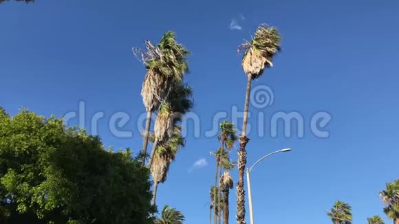 一系列巨大的棕榈树线卡布里洛大道圣巴巴拉加州4K视频的预览图