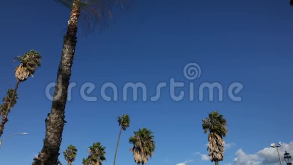 高大的棕榈树在前景4K的比赛中耸立着视频的预览图
