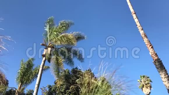 棕榈树在微风中轻轻地在蓝天上摇摆视频的预览图