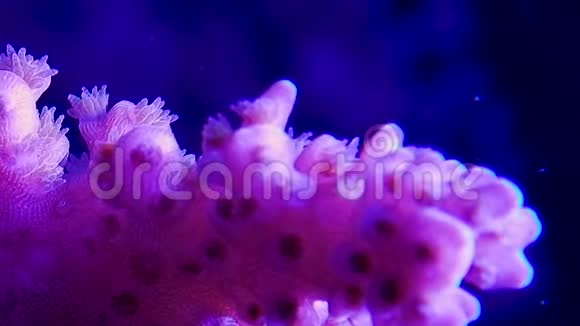 潘过阿克罗波拉珊瑚视频的预览图