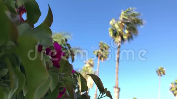 穿过曼德维利亚藤蔓来到一排棕榈树上视频的预览图
