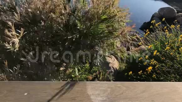 在圣巴巴拉港水域4K一带浓密的灌木在中风中摇曳视频的预览图